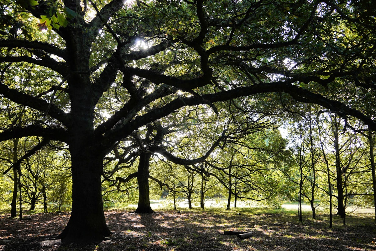Mature spreading oak tree with wide canopy